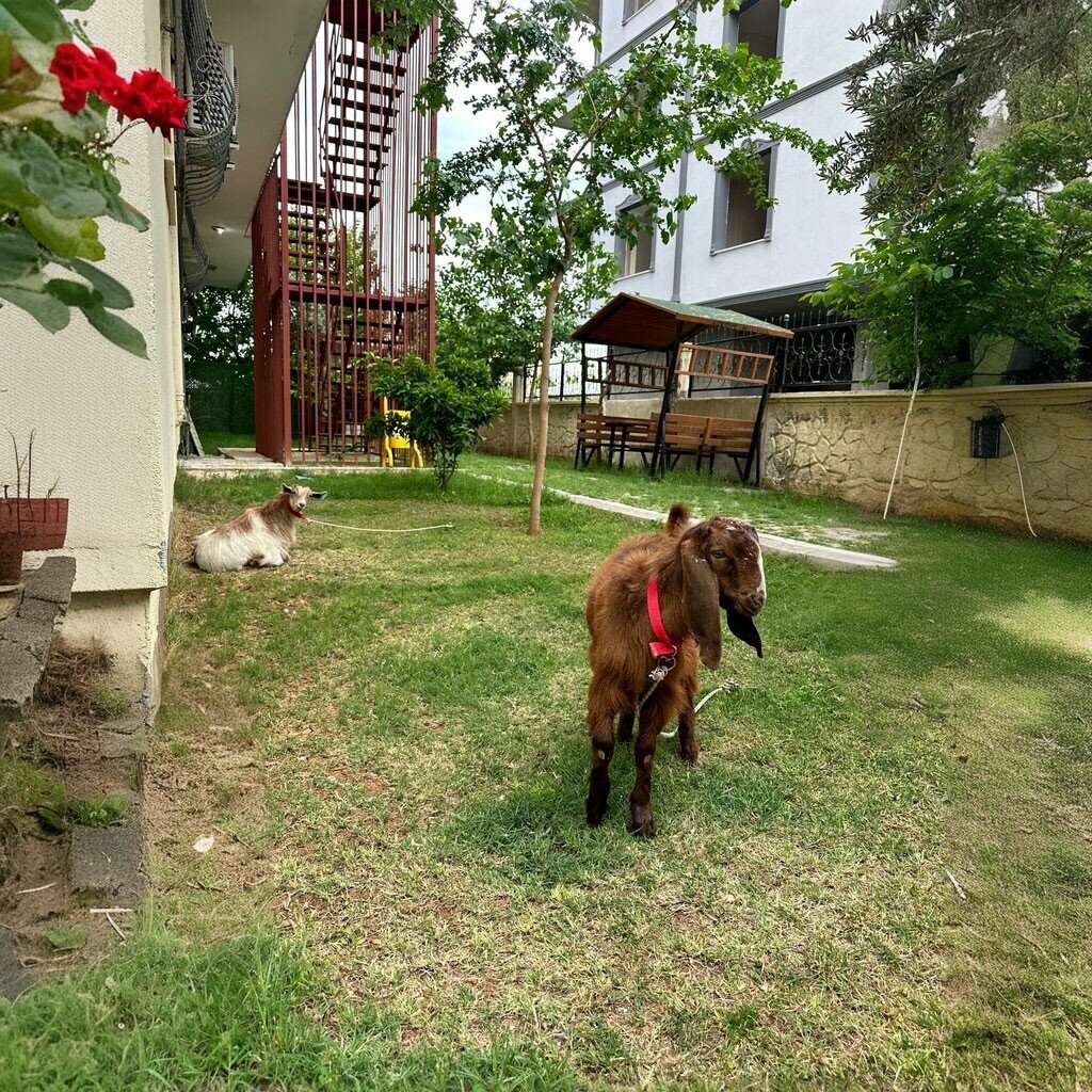 Social service Private Mardin Disabled Care Center, Kiziltepe, photo