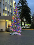 Городская ёлка (Rostov-on-Don, Plevena Square), city tree
