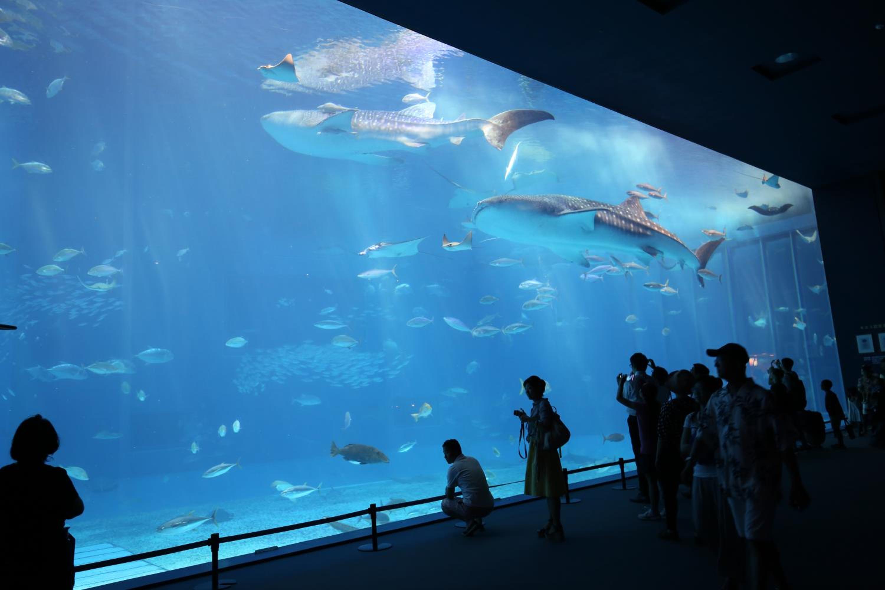 Фото Kariyushi Condominium Resort Onna Maeda Base