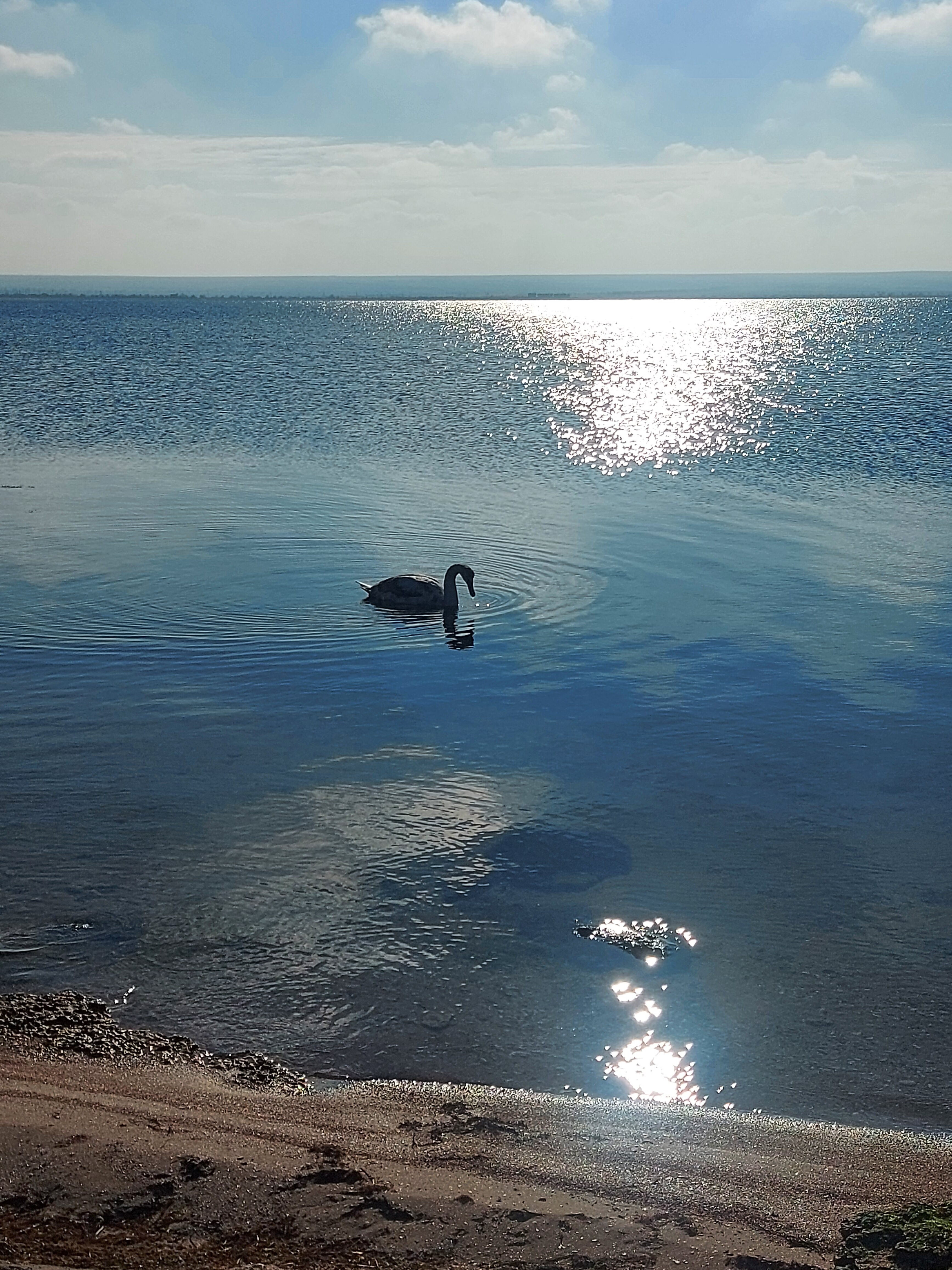 Фото Роза ветров