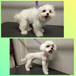 Usanova Dog Style (Federativnaya ulitsa, 11), pet salon