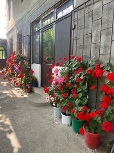 Гнездо жаворонка