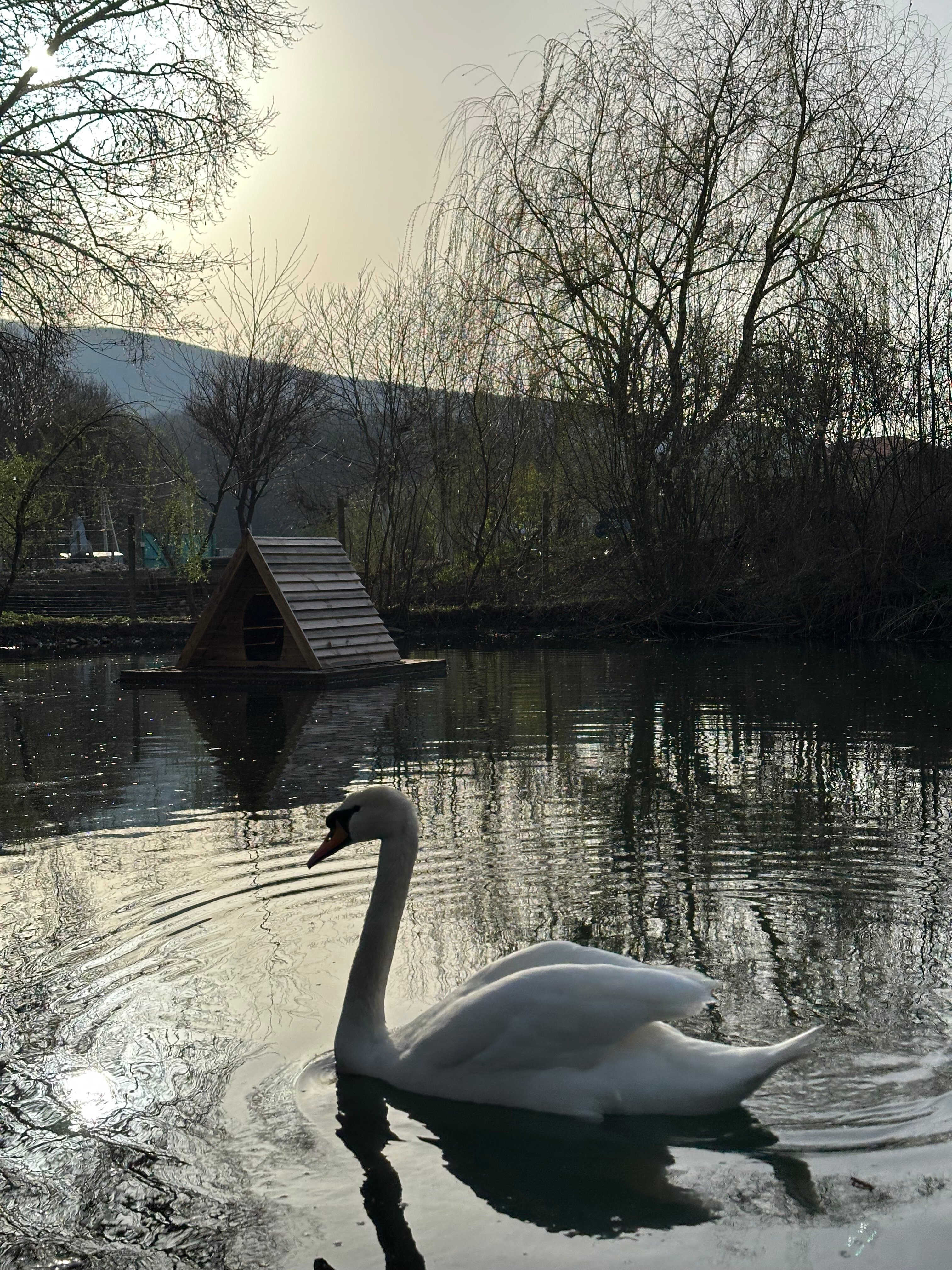 Фото Богатый лес