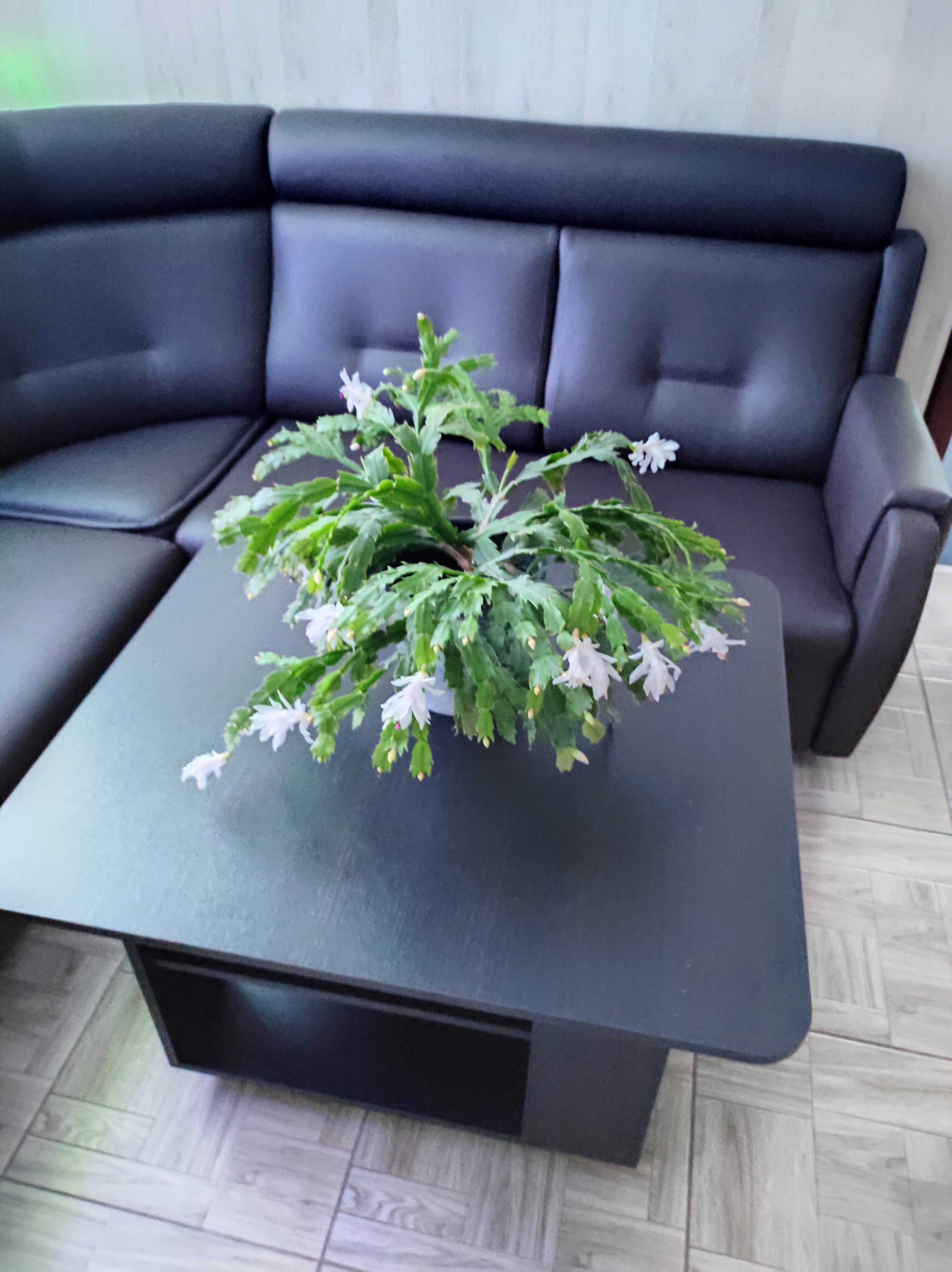 Фото Корсар