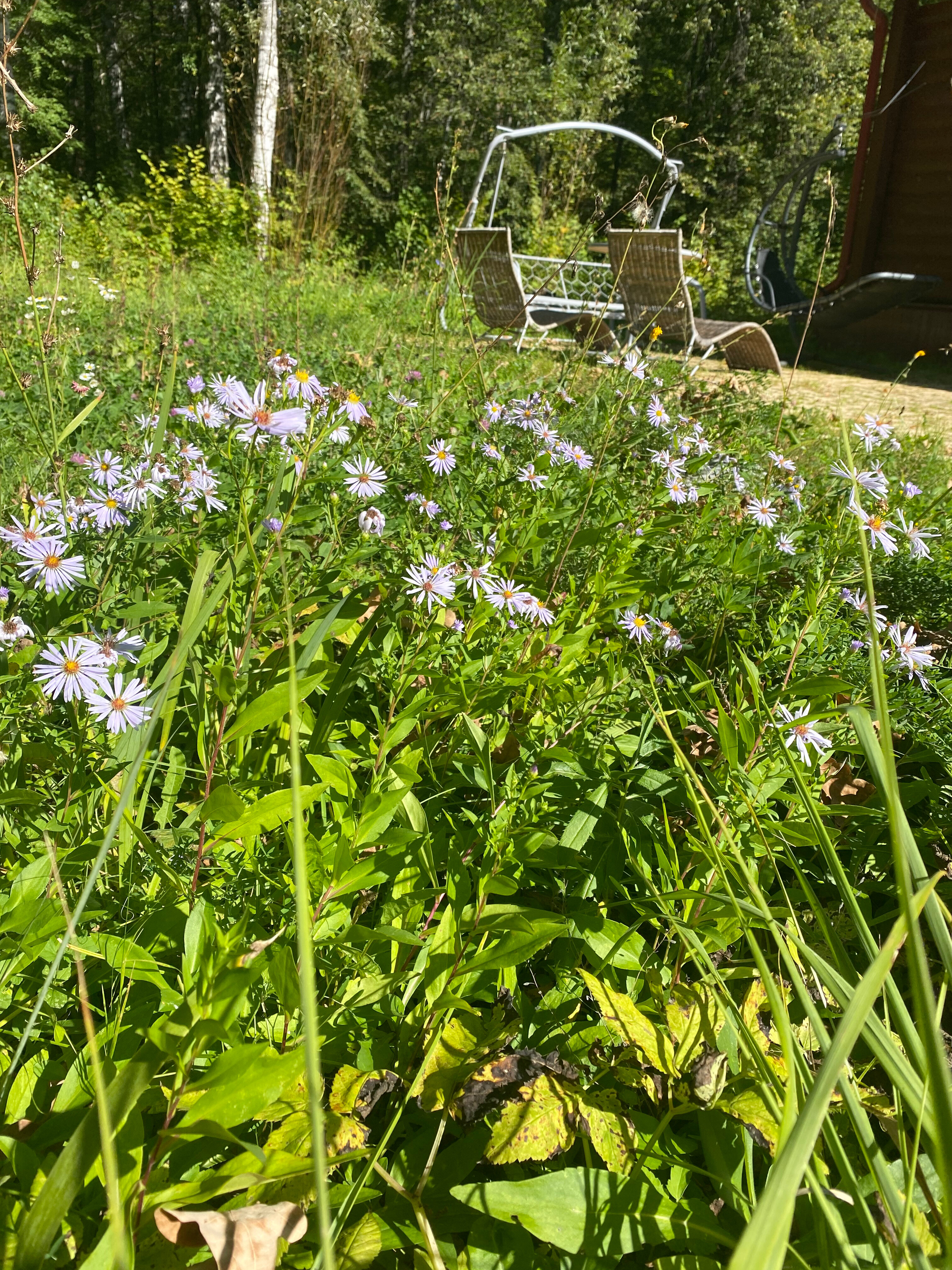 Фото Берёзки