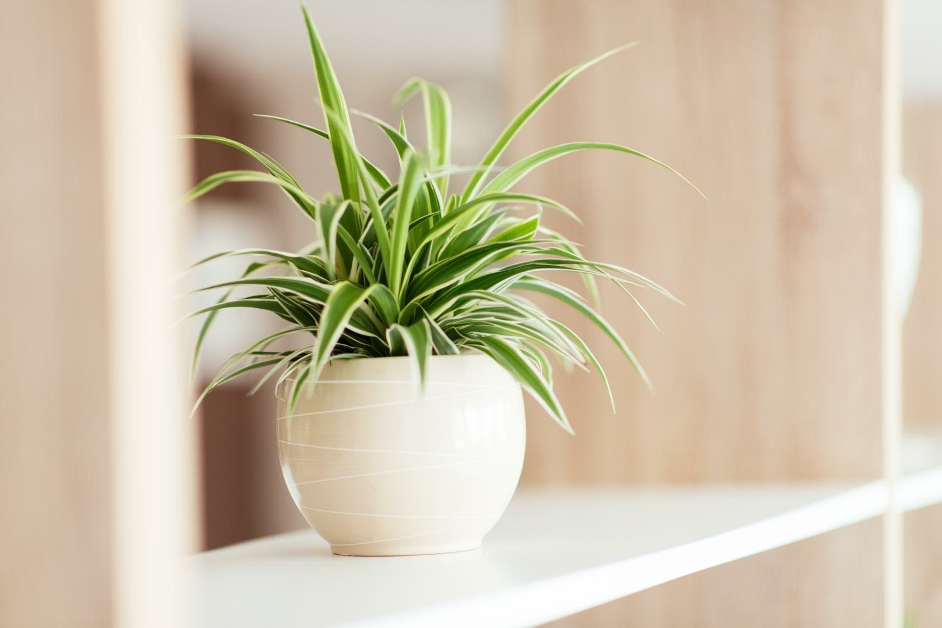 Фото Hotel Hermes