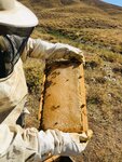 Aknur Bal (Malatya, Battalgazi, Yenihamam Mah., Şire Pazarı Sok., 8E), honey and beekeeping
