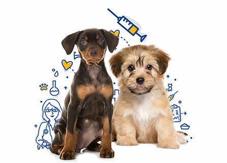 Veterinary clinic Can Dosto Veterinary Clinic, Yozgat, photo