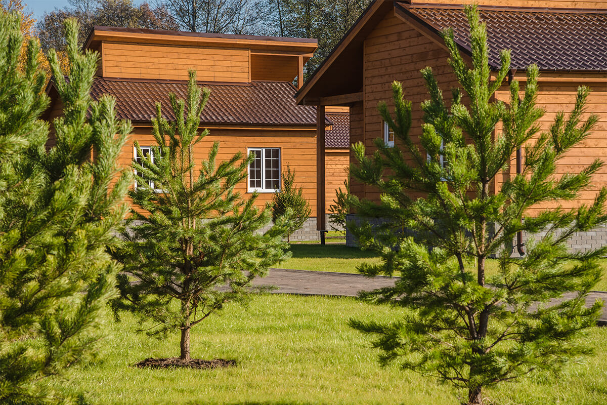 Фото Золотые Караси