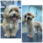 Happy Tails (Pionerskaya Street, 17к3), pet salon