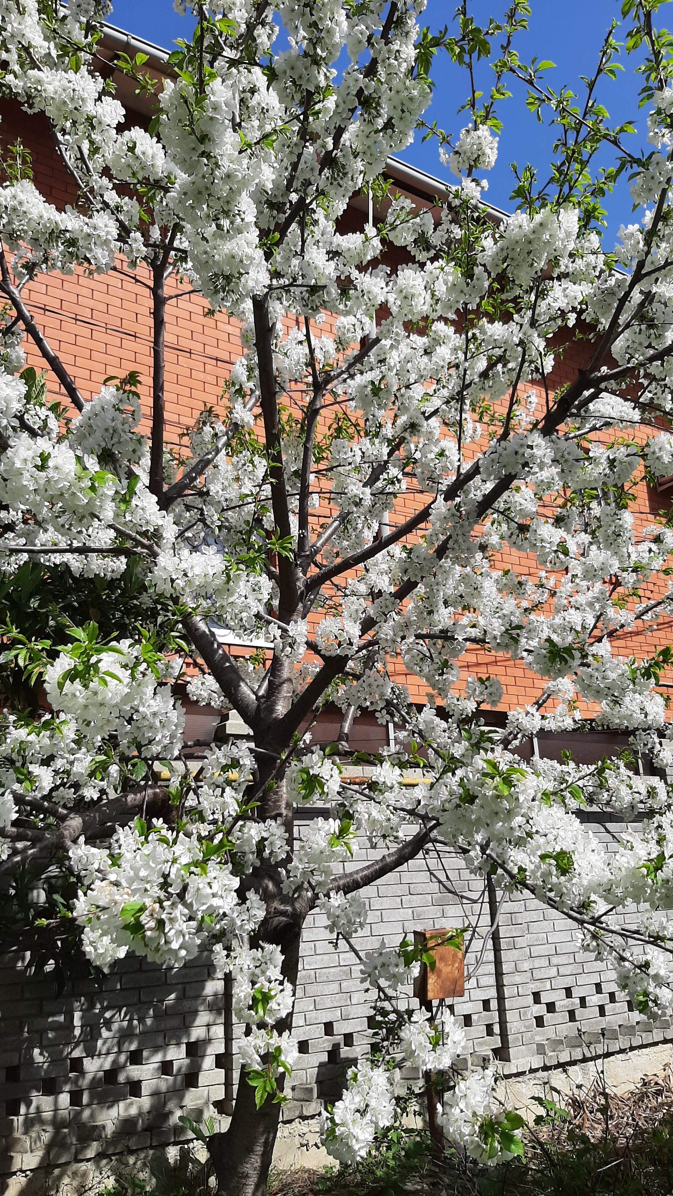 Фото Гринго