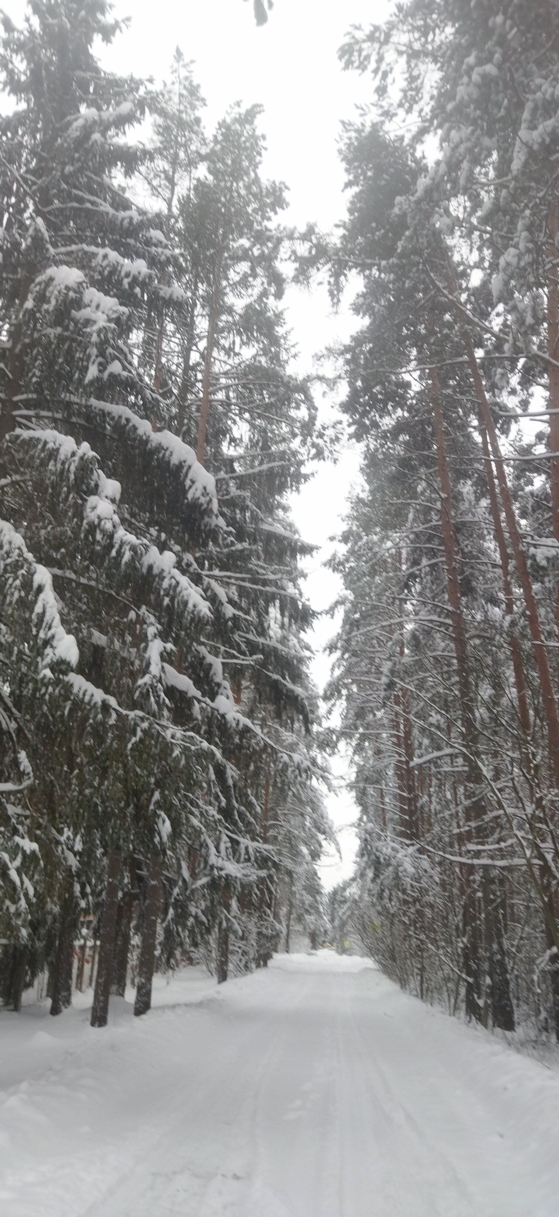 Фото Комарово