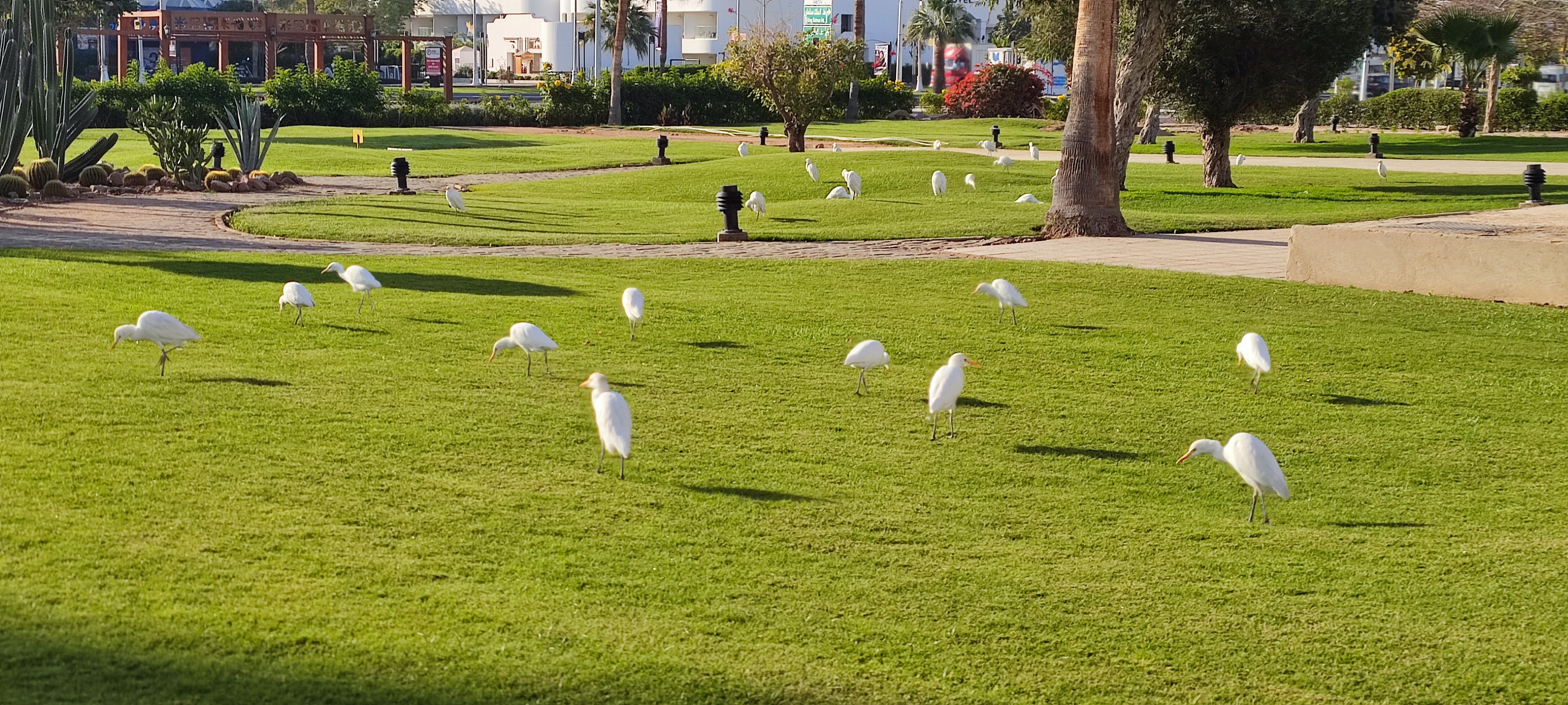 Фото Naama Bay Promenade Beach Resort