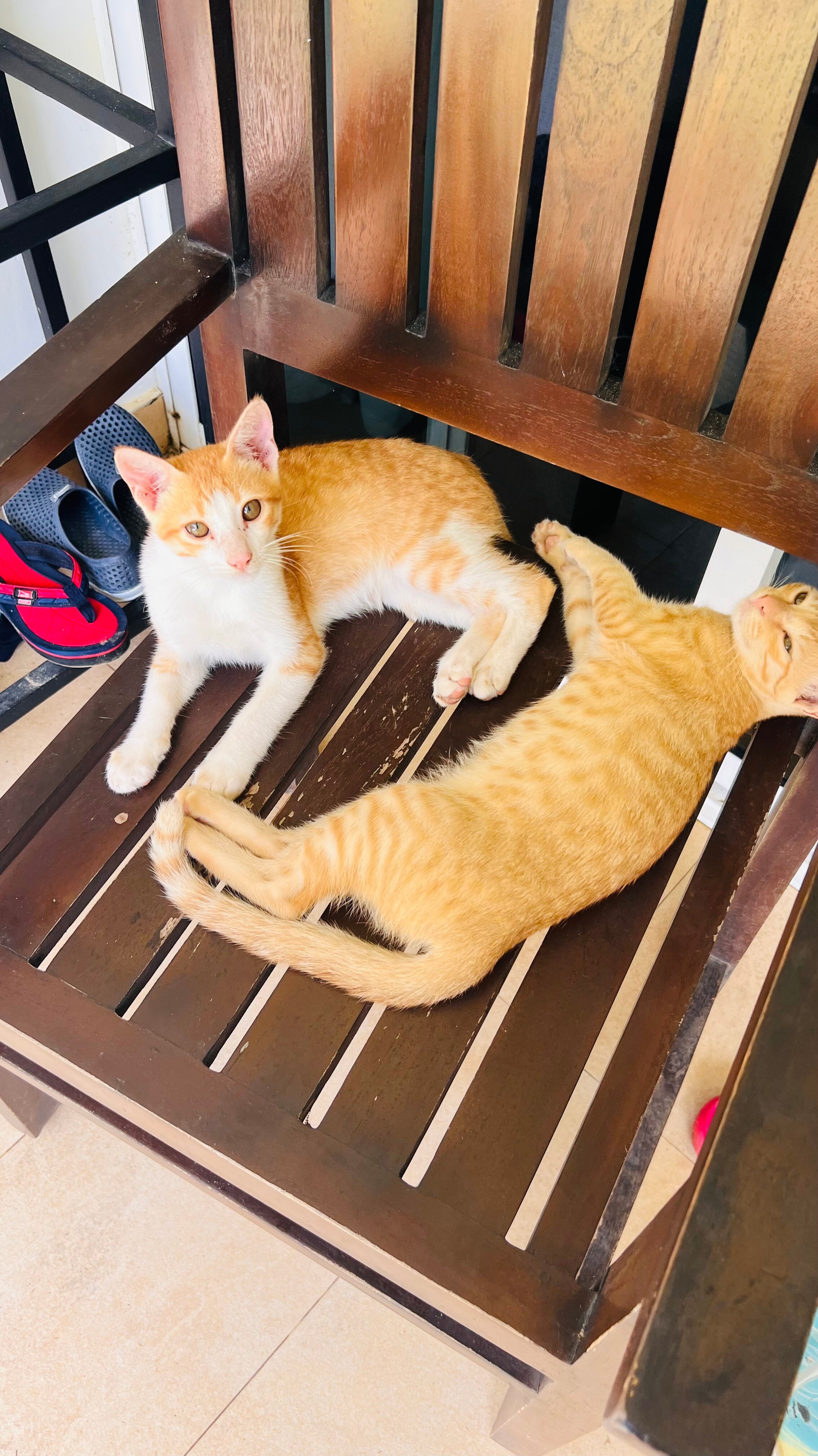 Фото Citrus Hikkaduwa