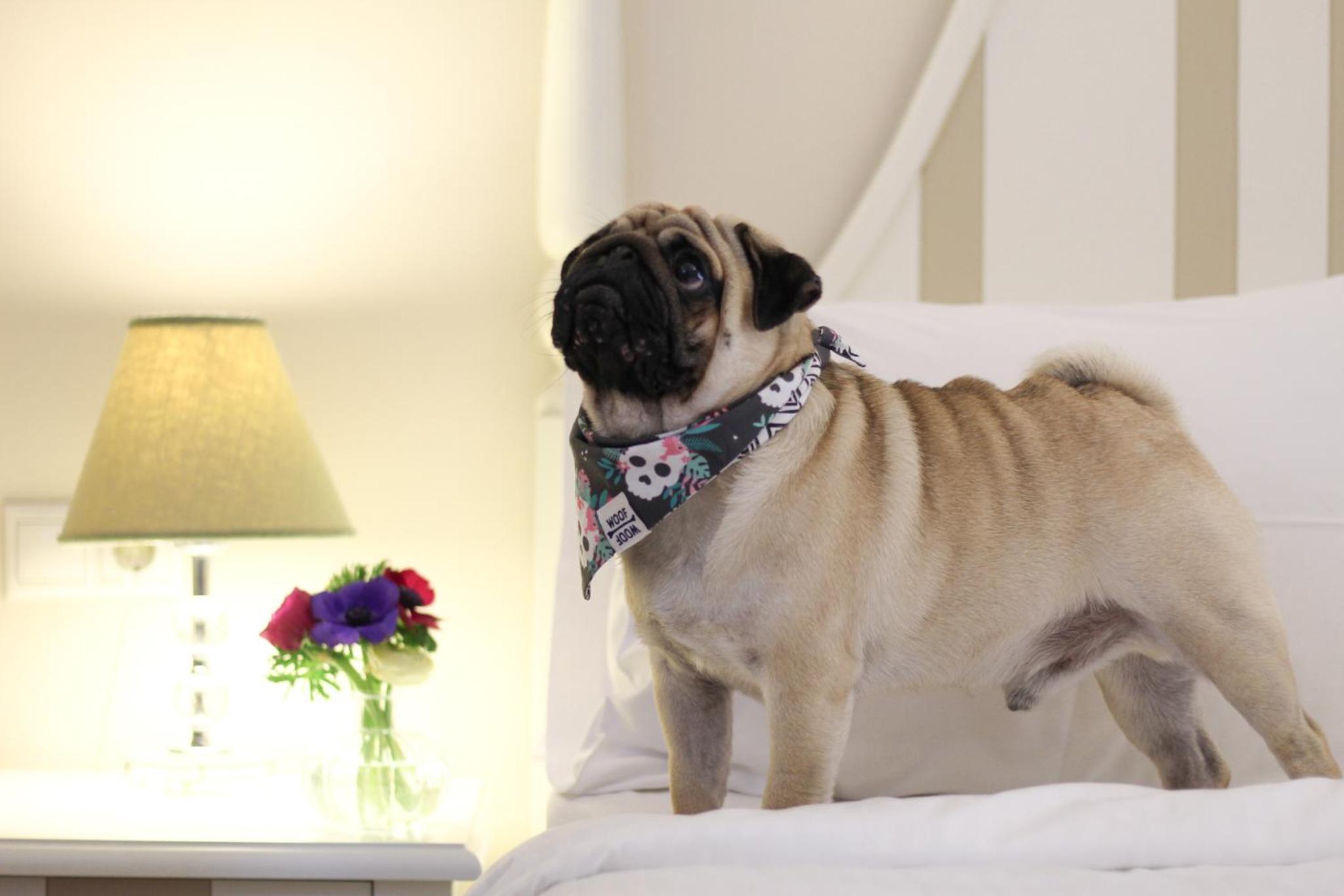 Фото Gatto Perso Luxury Apartments