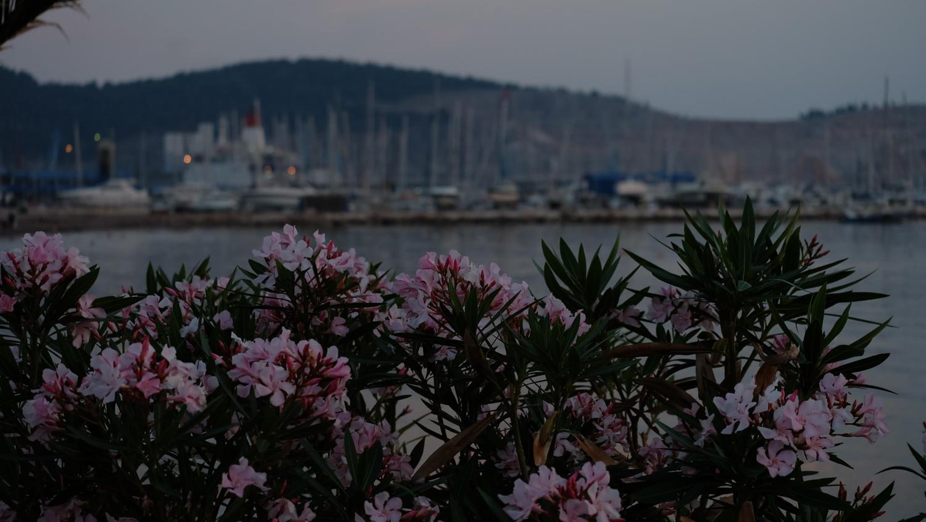 Фото Kojic Apartments