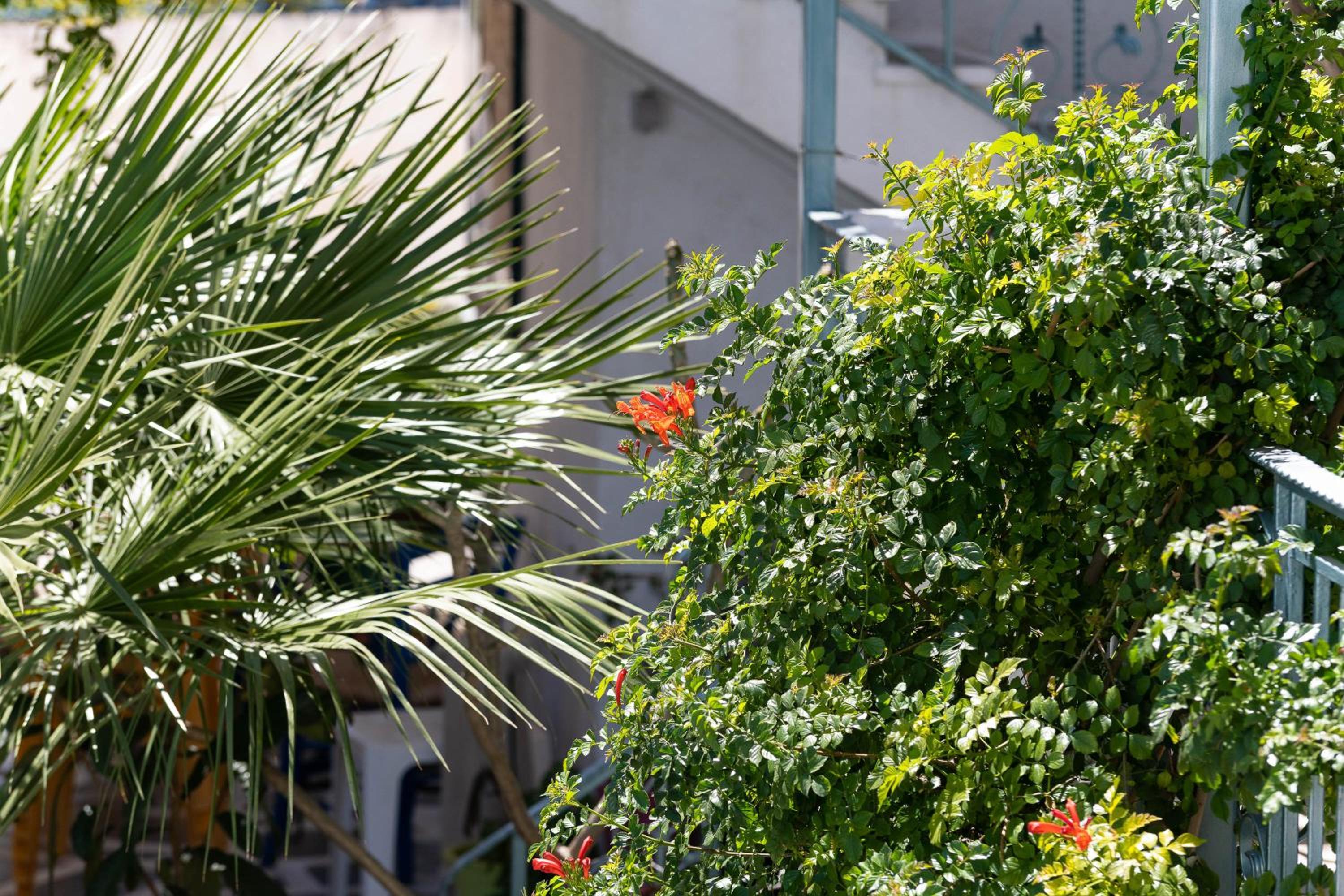 Фото Afroditi Apartments