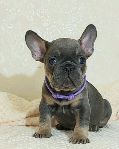 Evcil hayvan yetiştiricileri Питомник французских бульдогов, Simferopol (Akmescit), foto