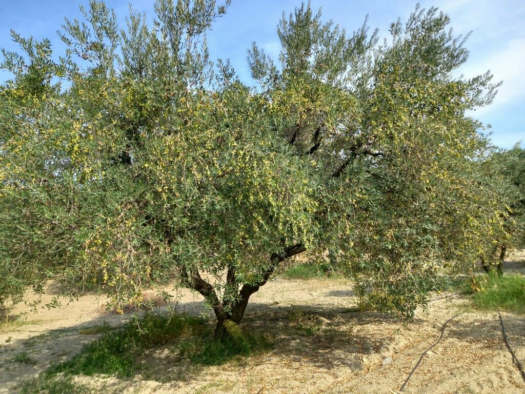 Real estate agency Izmir Albayrak Real Estate Consultancy, Izmir, photo