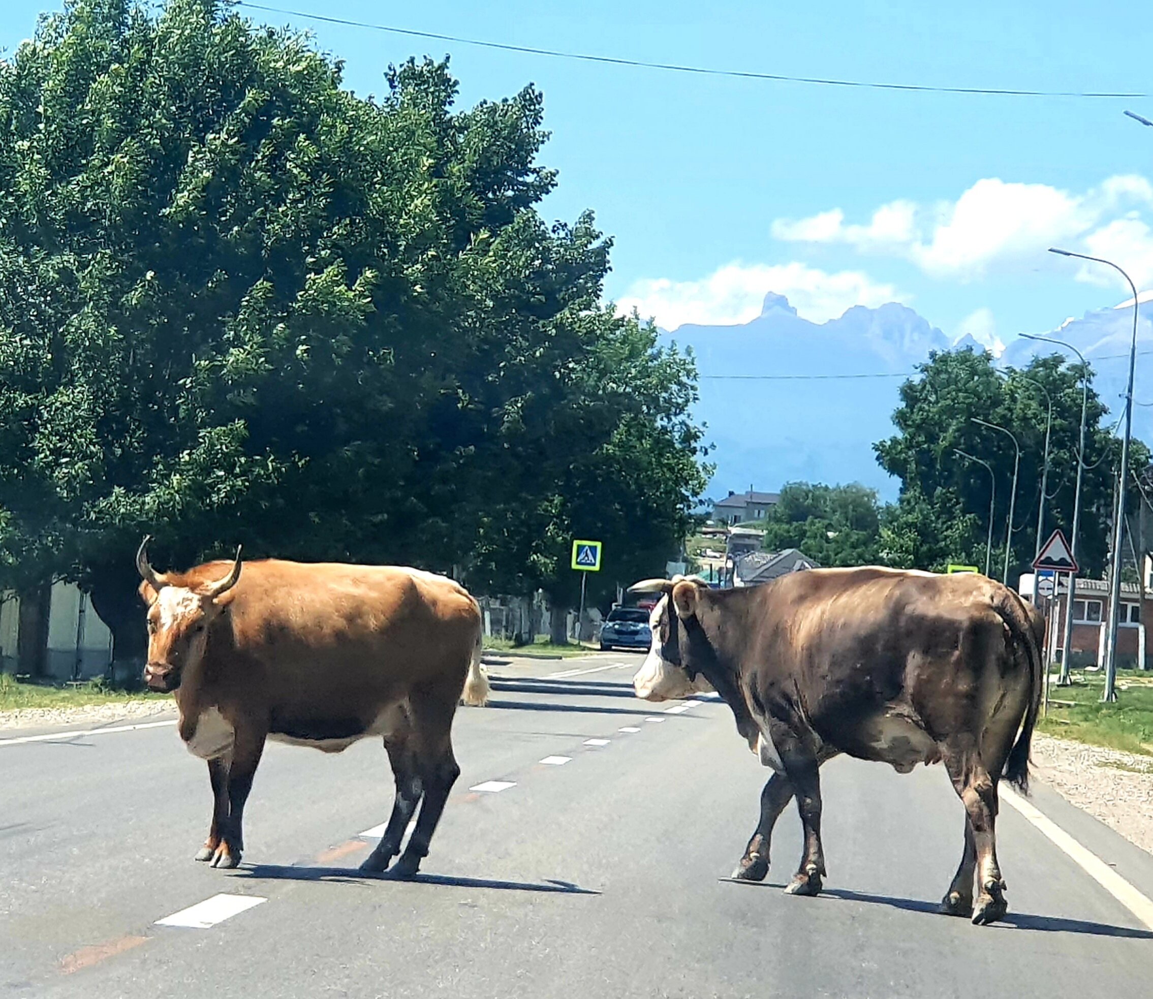 Фото Сакура