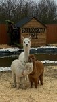 Zooparadise (stanitsa Smolenskaya, Krasnoarmeyskaya ulitsa, 86) ، مزرعة ماشية