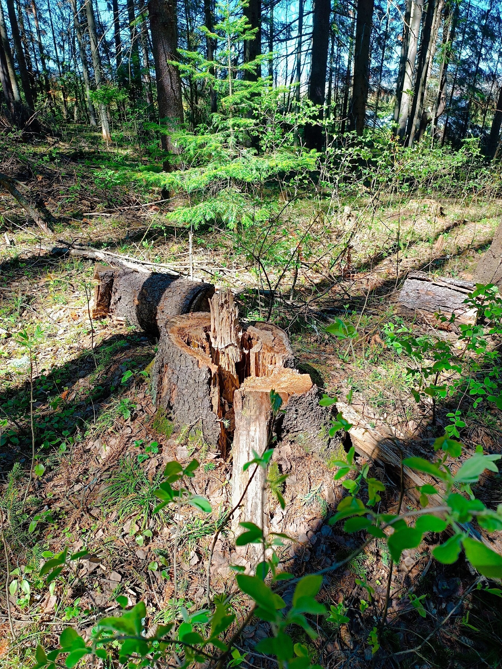 Фото СчастьеЛюбитТишину