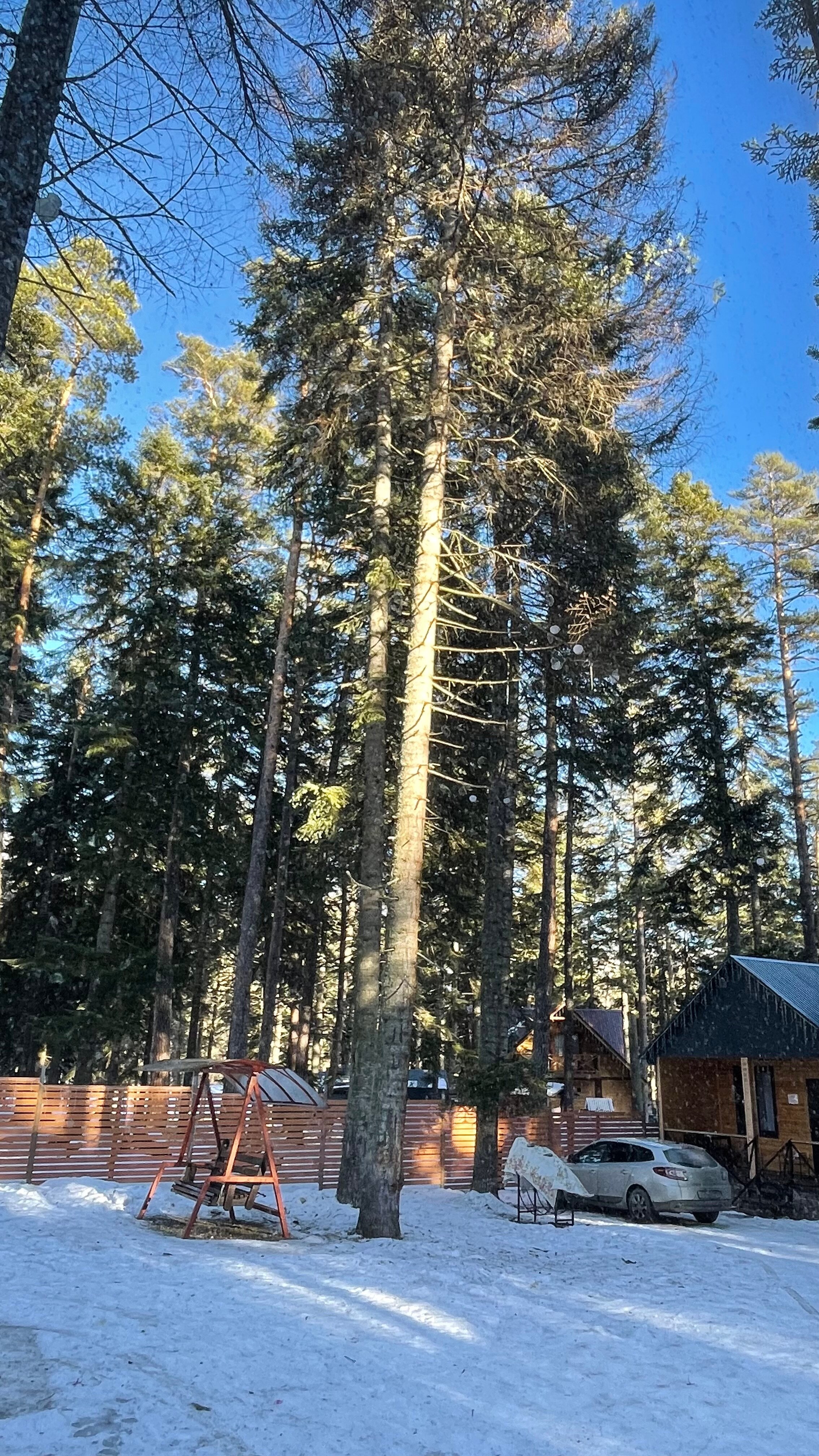 Фото Пихтовый парк