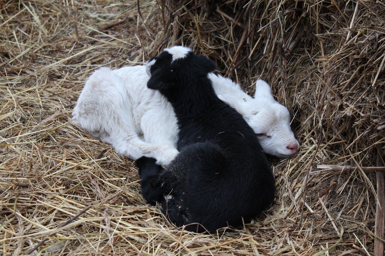 Фото Усадьба Косолапово