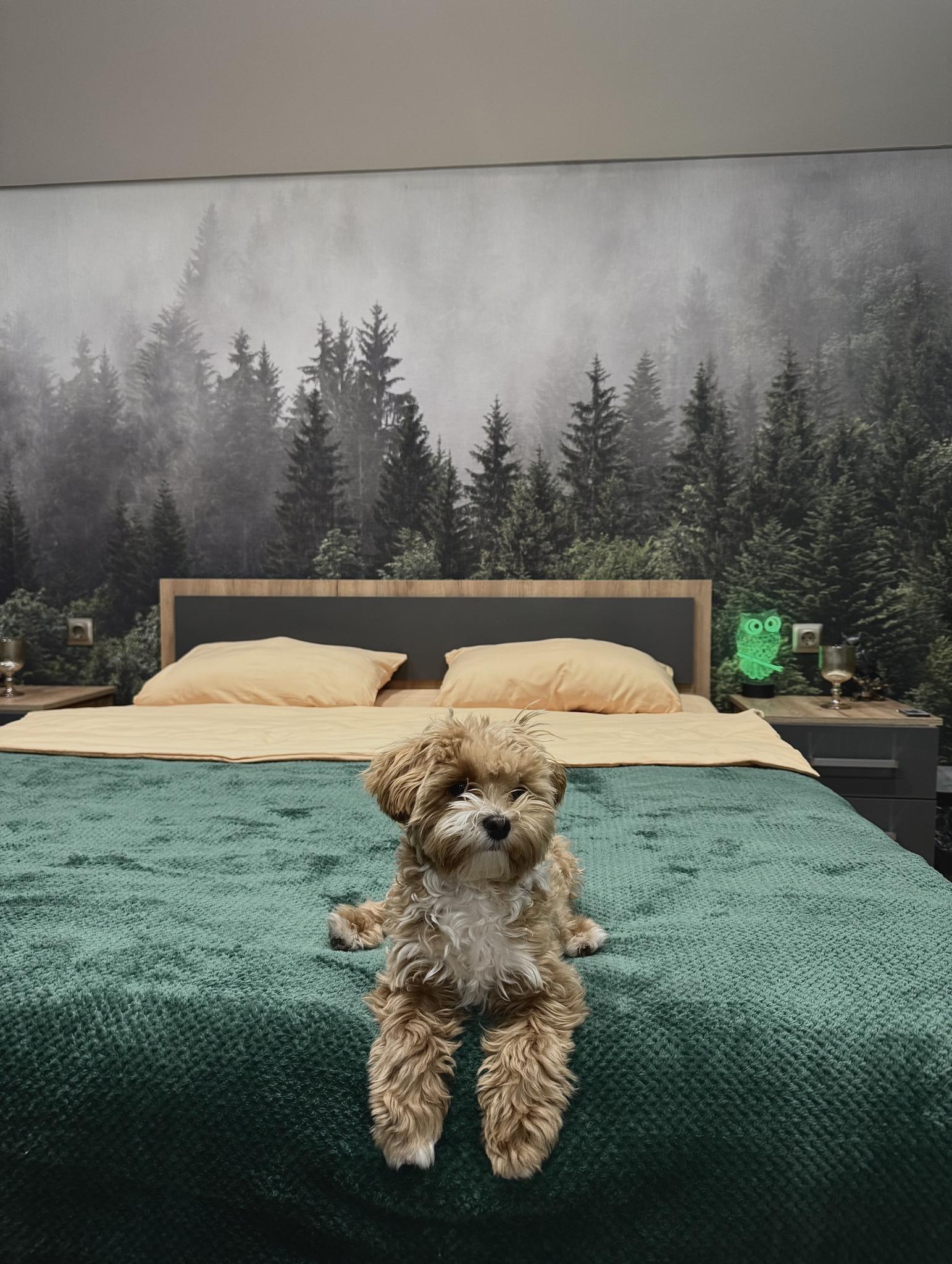 Фото Сова Эко дом с чаном