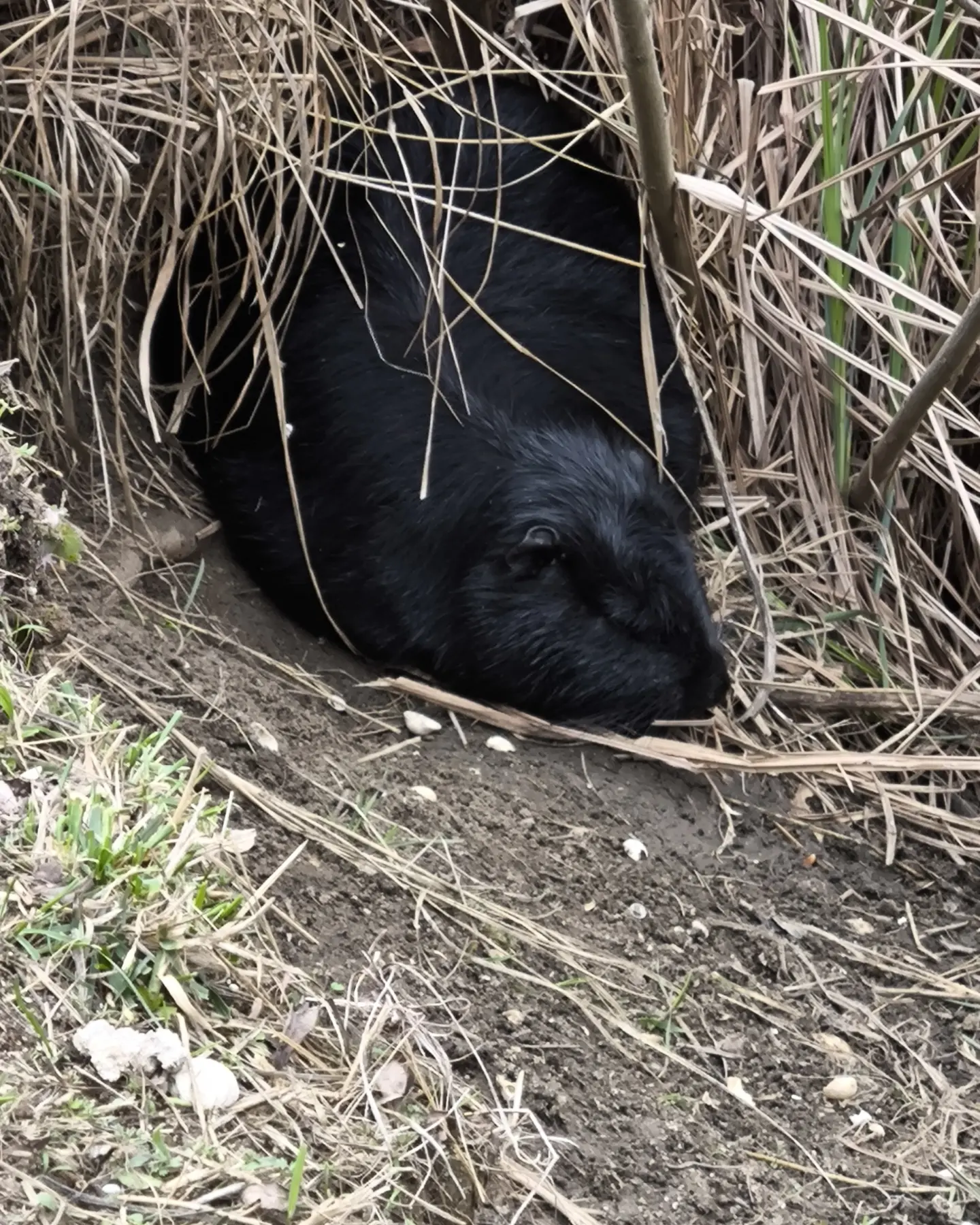 Фото Соловьиная роща