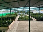 Хвойный дом (Vologodskiy munitsipalny okrug, A-114, 6-y kilometr), centro de jardinería