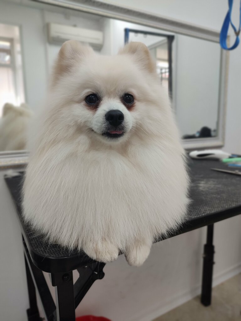 Pet salon Pet Estet, Tula, photo