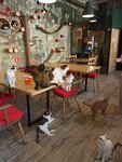 Catcafe (Moscow, Tovarischesky Lane, 4с5), anticafé