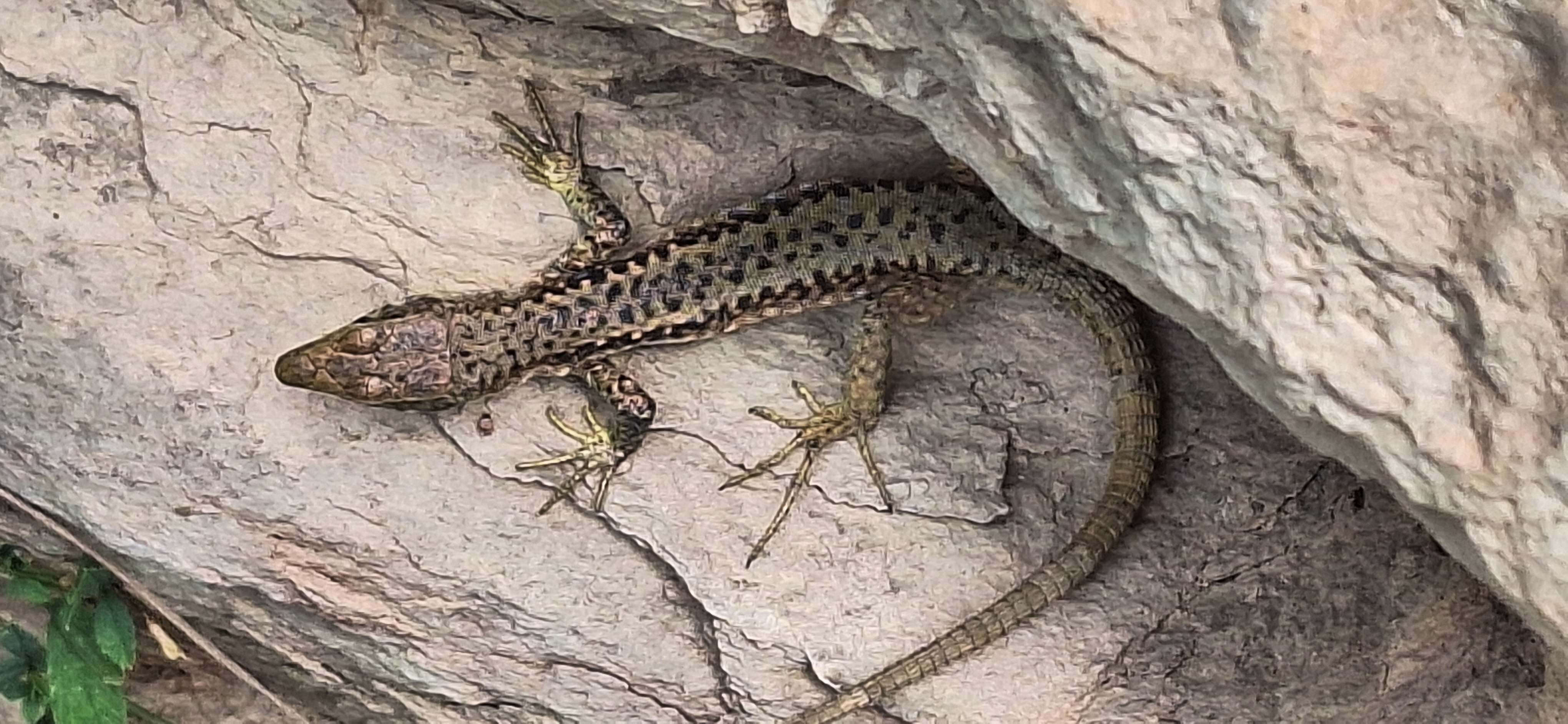 Фото Мезмай