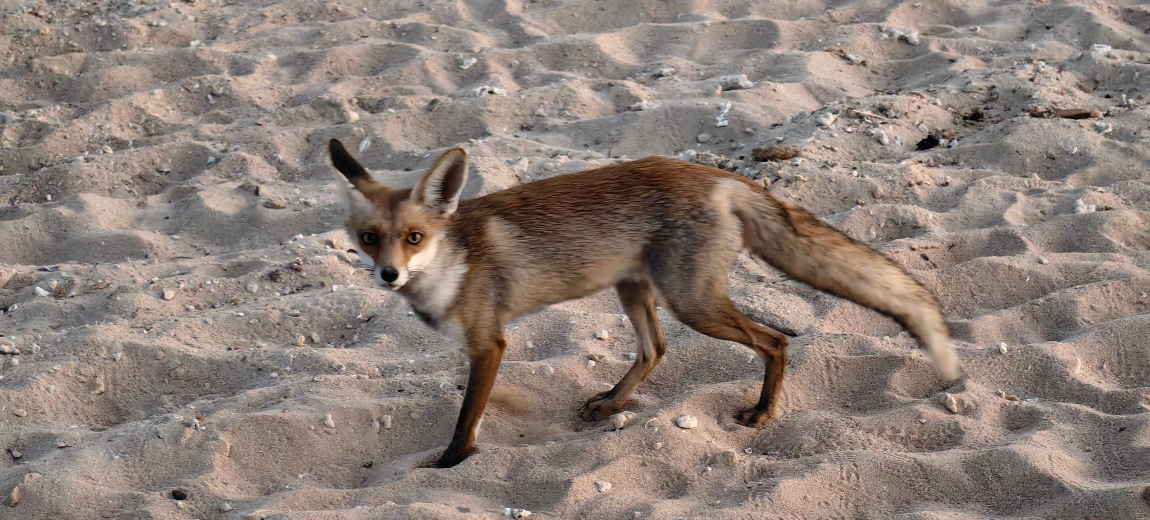 Фото Pyramisa Beach Resort Sahl Hasheesh