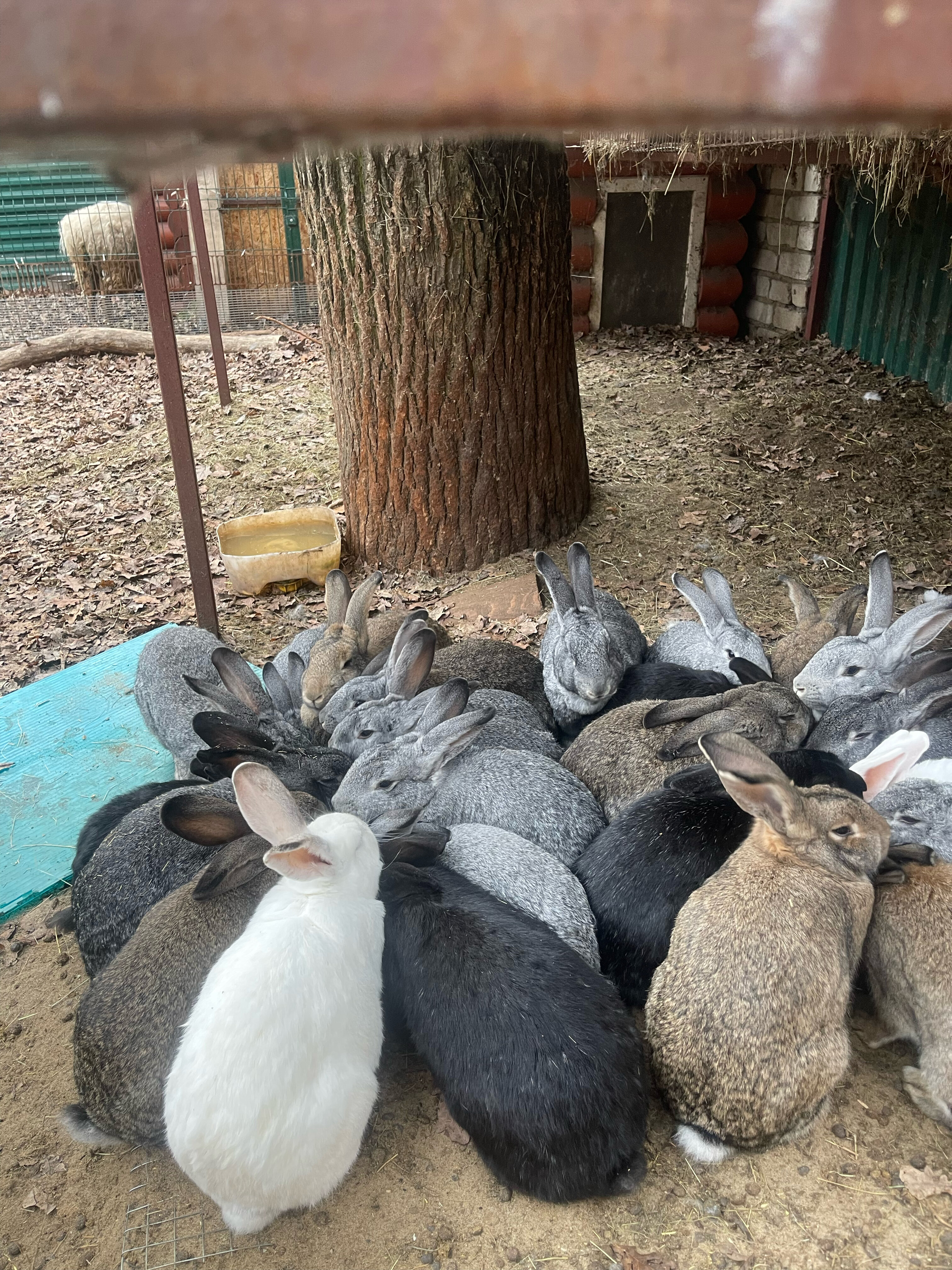 Фото Дубрава