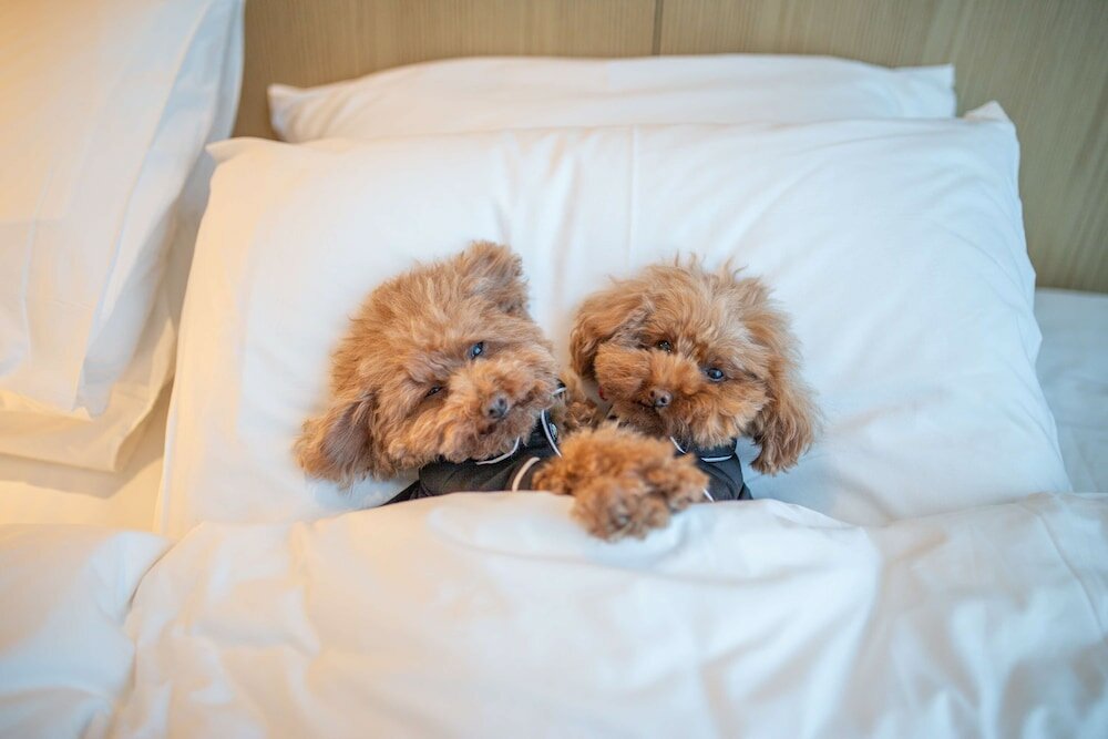 Фото Hyatt Centric Melbourne