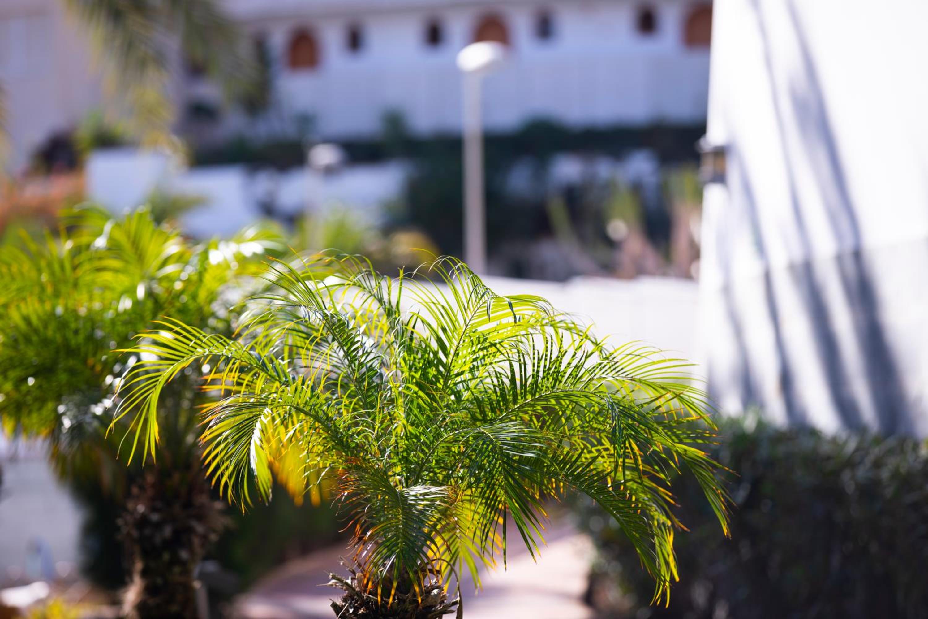 Фото Apartamentos Jacarandas