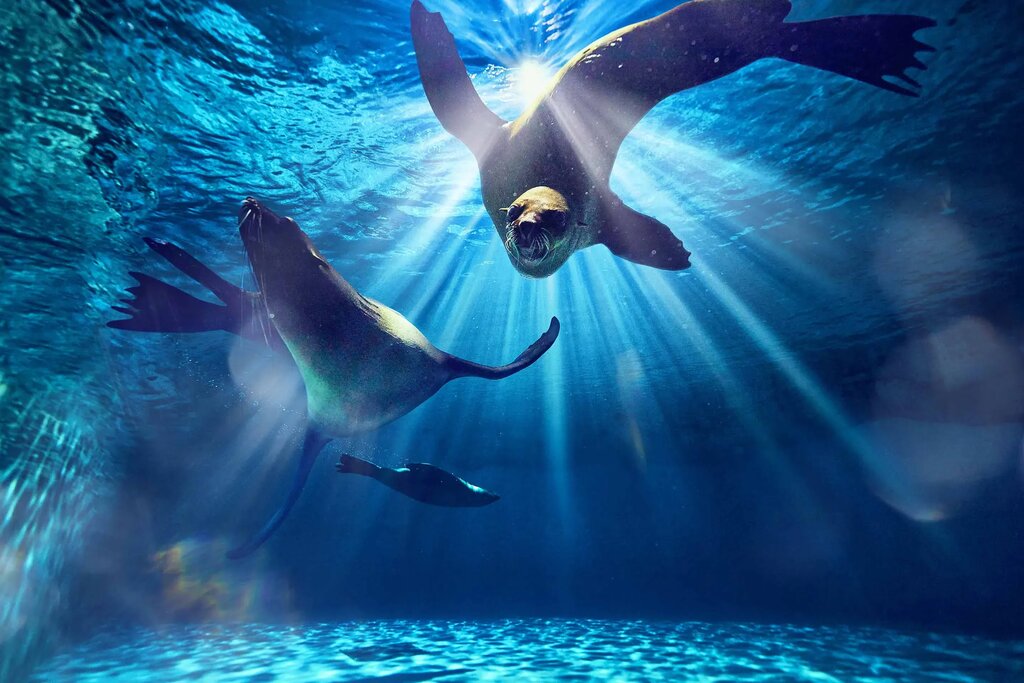 Entertainment center Sea Lion Point, Dubai, photo