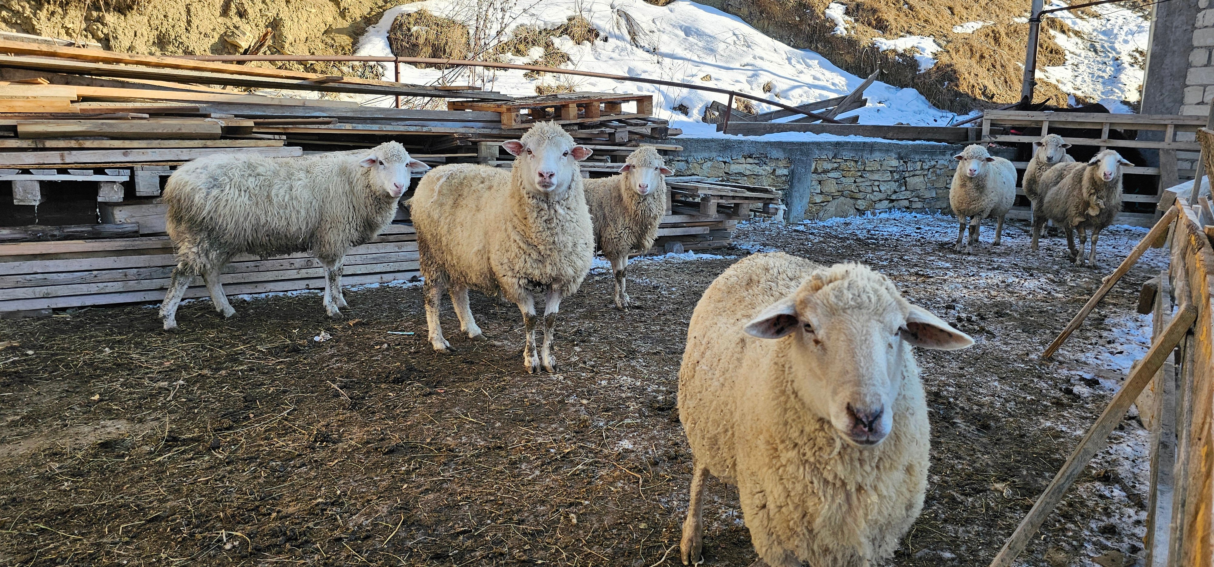 Фото Сахават