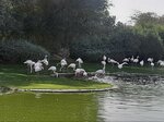 Wasit Wetland Centre (Al Homah, Wasit, Sharjah), environmental organization
