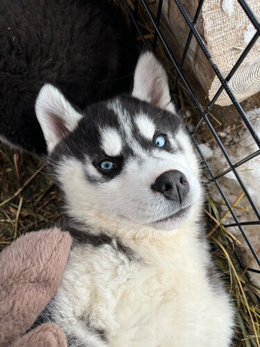 Hayvanat bahçesi merkezi Питомник северных ездовых собак Деревня Хаски, Udmurtiya, foto
