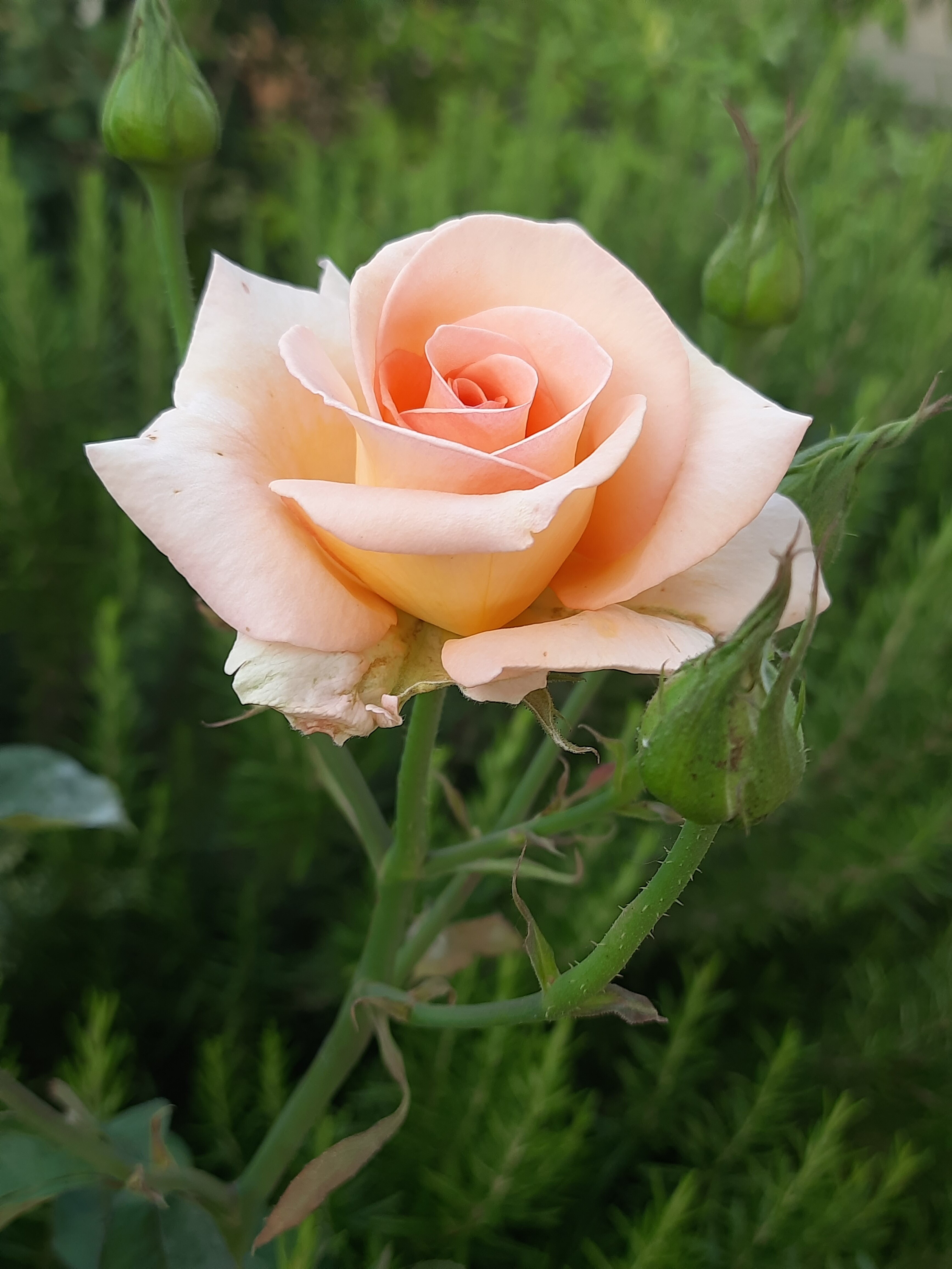 Фото Вилла Роз