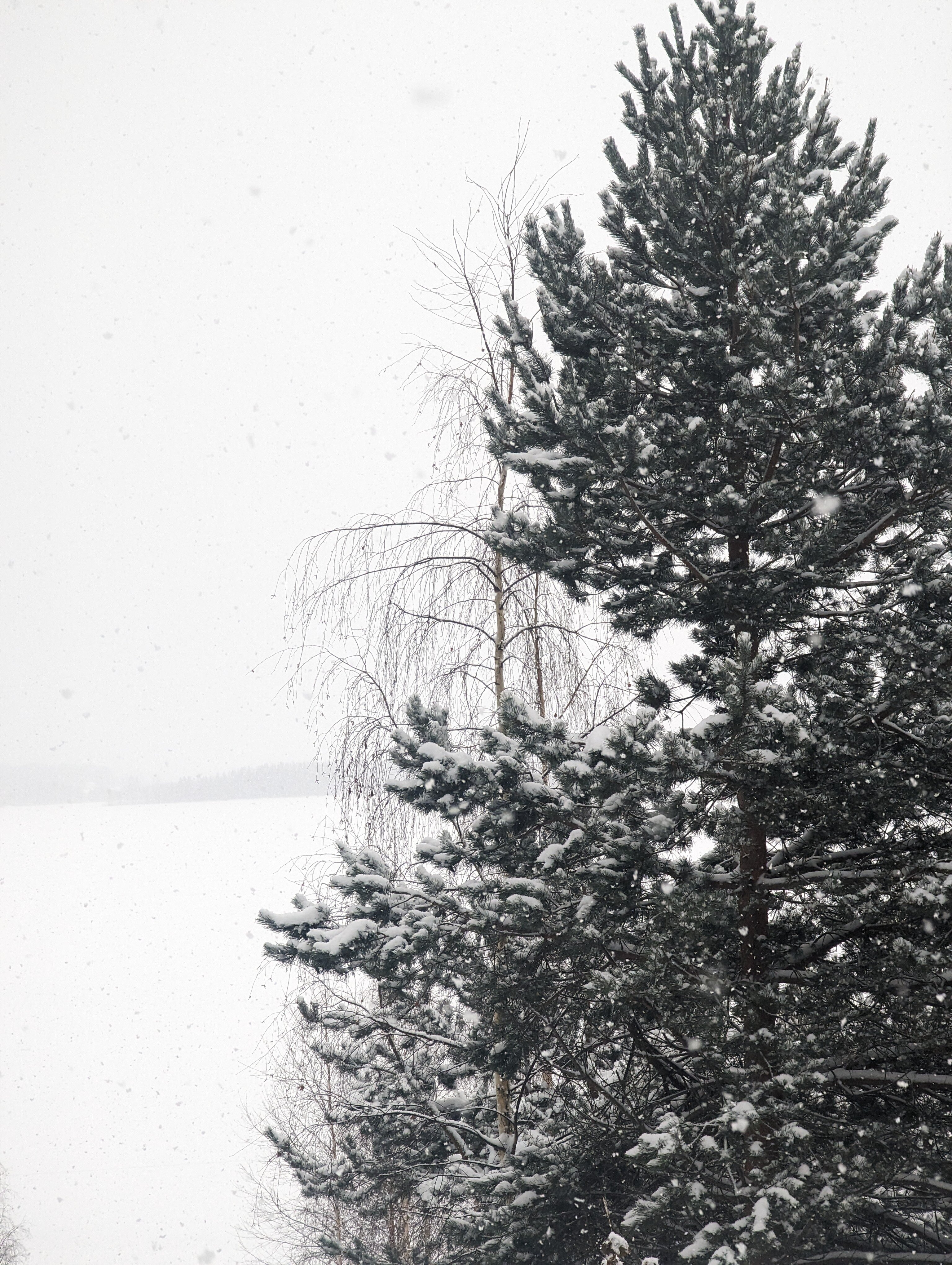 Фото Жи-Ши Шалаши