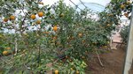 Лимонарий Eco - citrus (Республика Крым, Сакский район, Ореховское сельское поселение, село Червоное, Чеботарская улица), тепличное хозяйство в Республике Крым