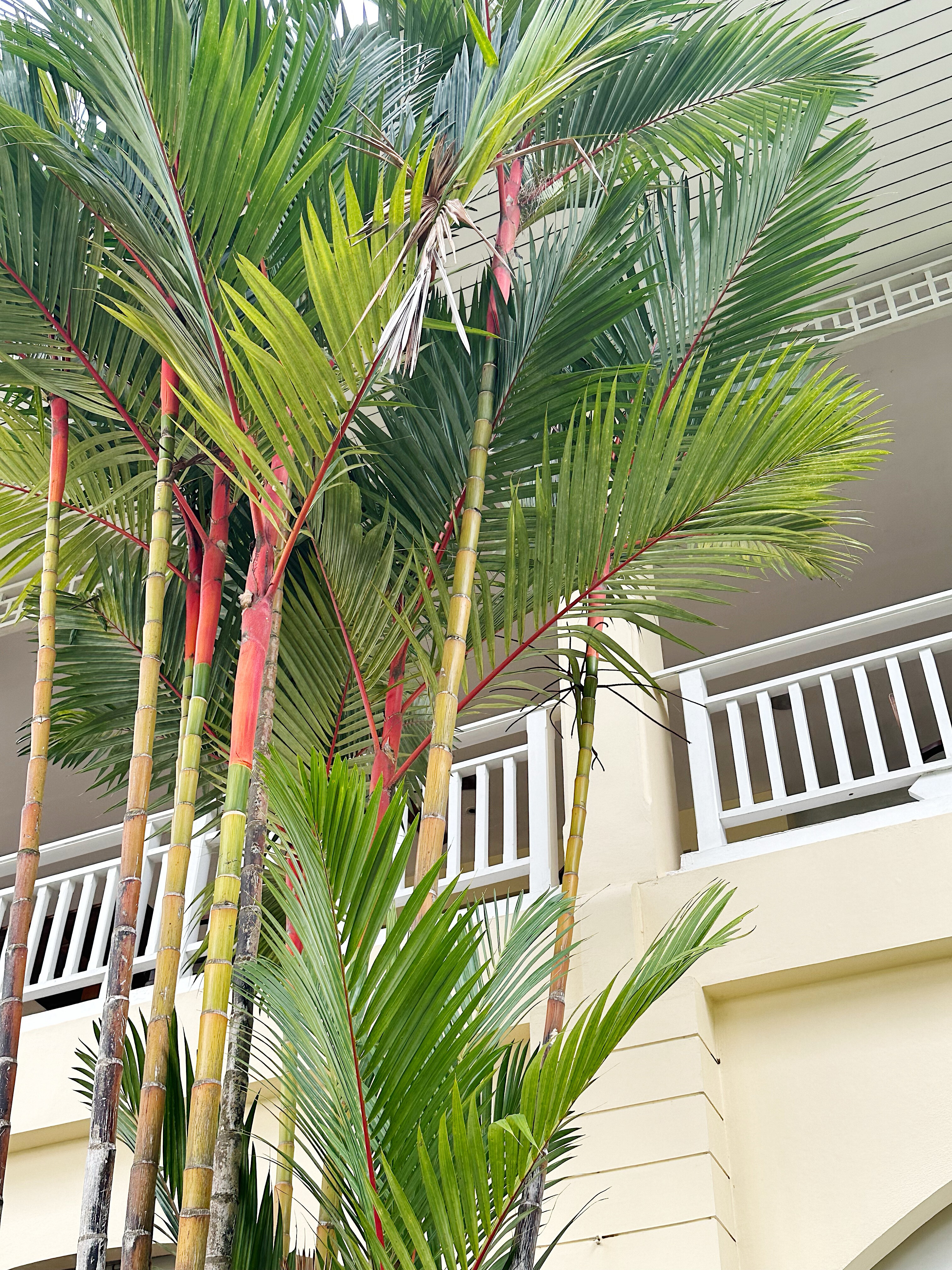 Фото Sofitel Krabi Phokeethra Golf & Spa Resort