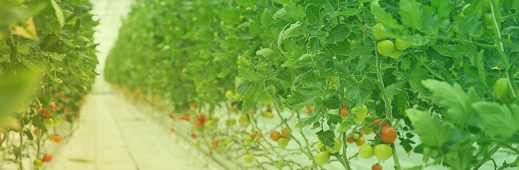Greenhouse equipment General Greenhouse, Antalya, photo
