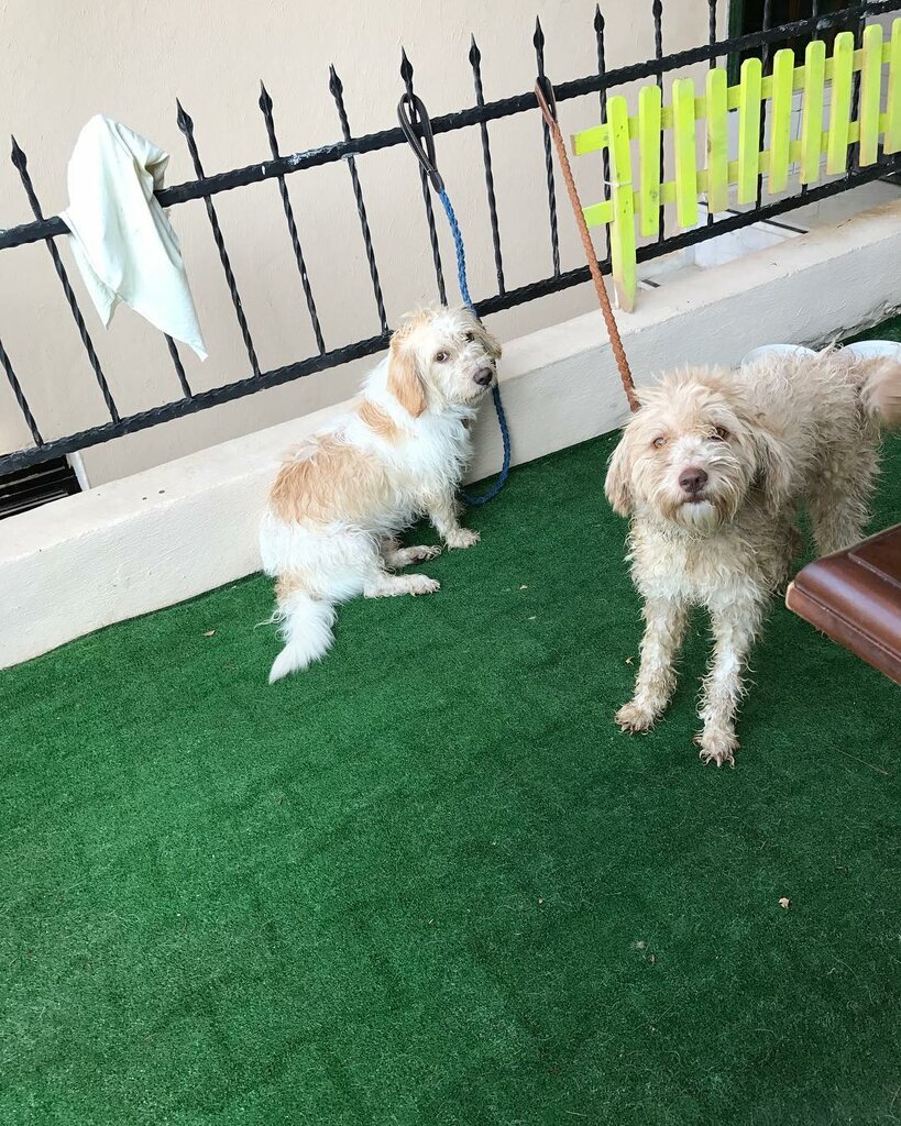 Educational center Special Youngsters Special Education Course, Izmir, photo