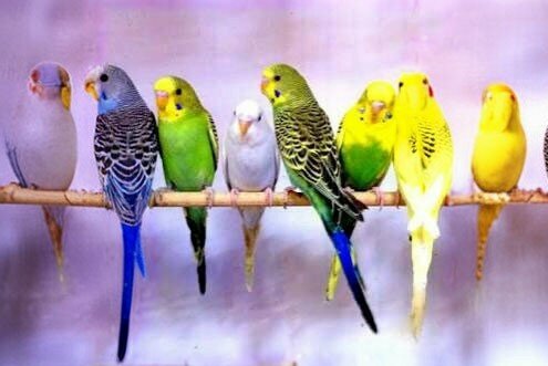 Pet shop Gezer Bird World, Sanliurfa, photo