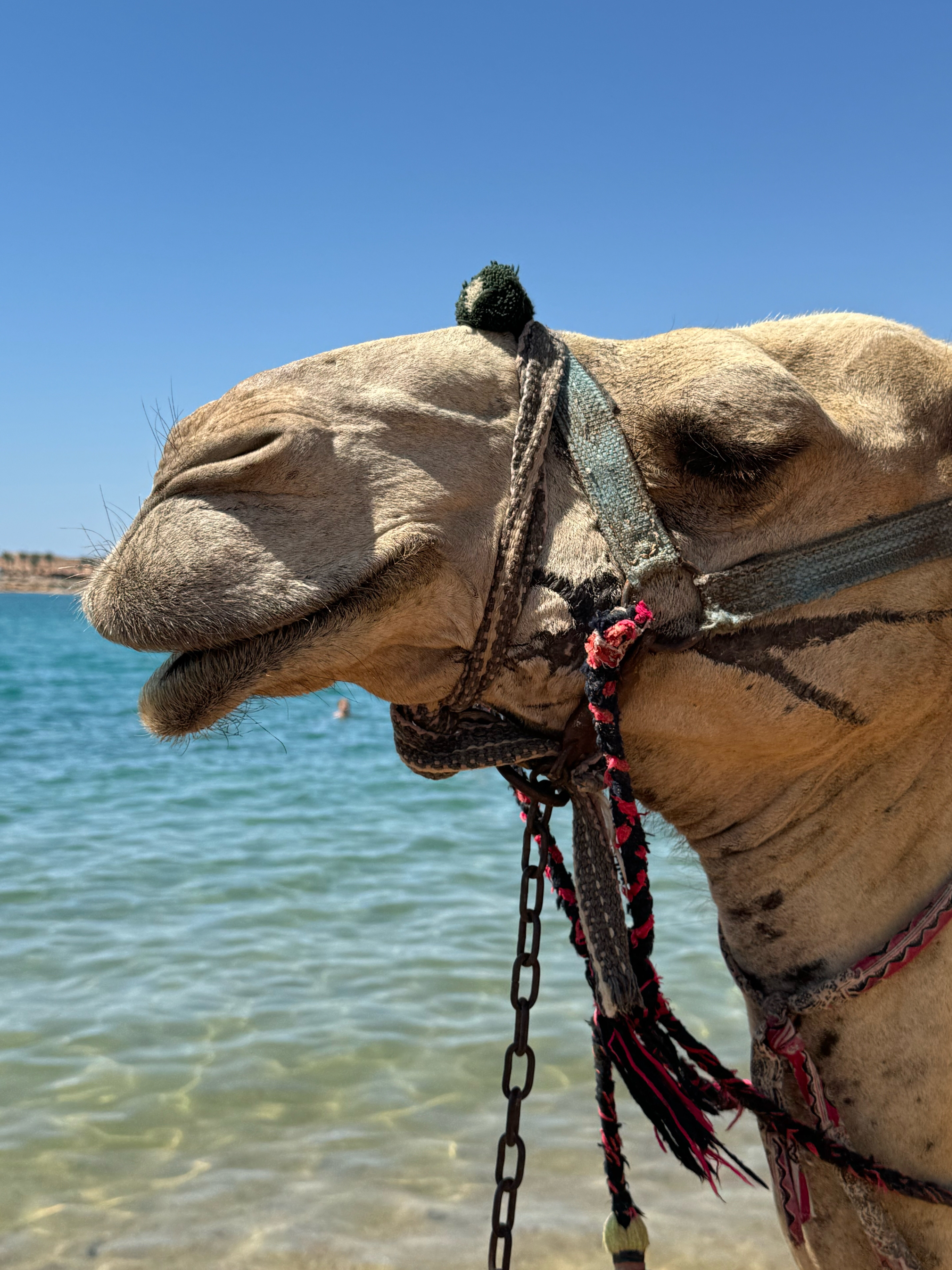 Фото Iberotel Palace
